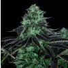 Fair Seeds Dark Star, feminizovaná semena konopí (Balení 5 ks)