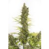 Dinafem Amnesia Autoflowering CBD feminizovaná (Balení 5 ks)