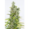 Dinafem Amnesia Autoflowering CBD feminizovaná (Balení 5 ks)