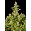 Dinafem Amnesia Kush feminizovaná (Balení 5 ks)