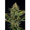 Dinafem Amnesia Kush feminizovaná (Balení 5 ks)