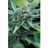 Dinafem Amnesia Kush feminizovaná (Balení 5 ks)