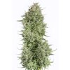 Dinafem Blue Kush Auto feminizovaná autoflowering (Balení 5 ks)