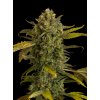 Dinafem Blue Kush Auto feminizovaná autoflowering (Balení 5 ks)