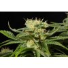 Dinafem California Hash Plant, feminizovaná semena konopí