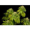 Dinafem California Hash Plant, feminizovaná semena konopí