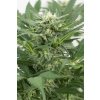 Dinafem Dinamex Autoflowering, feminizovaná semena konopí, samonakvétací