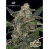 Dinafem Haze 2.0 Autoflowering feminizovaná autoflowering (Balení 5 ks)