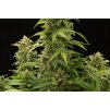 Dinafem Haze 2.0 Autoflowering, feminizovaná semena konopí, samonakvétací