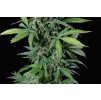 Dinafem Haze 2.0 Autoflowering, feminizovaná semena konopí, samonakvétací