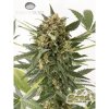 Dinafem Kush-n-Cheese Autoflowering feminizovaná autoflowering (Balení 5 ks)