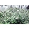 Dinafem Moby Dick XXL Autoflowering, feminizovaná semena konopí, samonakvétací (Balení 5 ks)