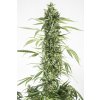 Dinafem Moby Dick XXL Autoflowering, feminizovaná semena konopí, samonakvétací (Balení 5 ks)