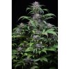 Dinafem Quick Kush, feminizovaná semena konopí