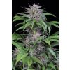 Dinafem Quick Kush, feminizovaná semena konopí