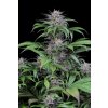 Dinafem Quick Kush, feminizovaná semena konopí