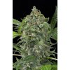 Dinafem White Cheese Autoflowering feminizovaná autoflowering (Balení 5 ks)