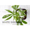 55147 dinafem white siberian feminizovana semena konopi