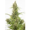 55156 1 dinafem white widow autoflowering cbd feminizovana semena konopi