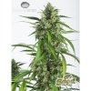 55159 1 dinafem white widow xxl auto feminizovana semena konopi samonakvetaci