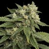 DNA Genetics Sour Kush feminizovaná (Balení 6 ks)