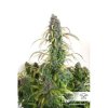 Dutch Passion Auto Daiquiri Lime, feminizovaná semena konopí, samonakvétací