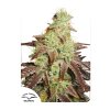 Dutch Passion Auto Night Queen feminizovaná autoflowering (Balení 7 ks)