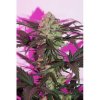 Dutch Passion Auto Night Queen, feminizovaná semena konopí, samonakvétací