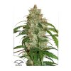 55495 1 dutch passion cbd auto white widow feminizovana semena konopi samonakvetaci