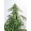 Dutch Passion CBD Auto White Widow, feminizovaná semena konopí, samonakvétací