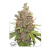 Dutch Passion Auto Glueberry O.G. feminizovaná autoflowering (Balení 7 ks)