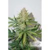 Dutch Passion Auto Glueberry O.G., feminizovaná semena konopí, samonakvétací