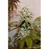 Dutch Passion Kerosene Krash, feminizovaná semena konopí