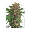 Dutch Passion Masterkush feminizovaná (Balení 5 ks)