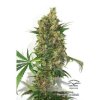 Dutch Passion Masterkush, feminizovaná semena konopí