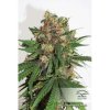 Dutch Passion Masterkush, feminizovaná semena konopí