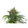 Dutch Passion Masterkush, feminizovaná semena konopí