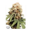 Dutch Passion White Widow feminizovaná (Balení 5 ks)