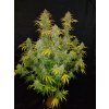 55810 9 fast buds blue dream matic auto feminizovana semena konopi