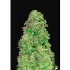 55816 1 fast buds cbd 20 1 auto feminizovana semena konopi samonakvetaci