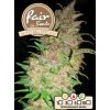 Fair Seeds Auto Big Evil XXL, feminizovaná semena konopí, samonakvétací (Balení 5 ks)