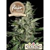 55834 1 fair seeds auto critical feminizovana semena konopi samonakvetaci