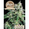 55837 1 fair seeds auto cream candy feminizovana semena konopi samonakvetaci