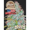 55843 1 fair seeds auto california snow feminizovana semena konopi samonakvetaci