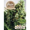 55846 1 fair seeds auto cbd white widow feminizovana semena konopi samonakvetaci