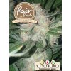 Fair Seeds Auto Grapefruit, feminizovaná semena konopí, samonakvétací (Balení 5 ks)