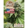 55855 1 fair seeds auto gorilla glue feminizovana semena konopi samonakvetaci