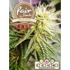 55858 1 fair seeds ak 47 fast feminizovana semena konopi fast