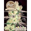 Fair Seeds Auto OG Kush, feminizovaná semena konopí, samonakvétací (Balení 5 ks)