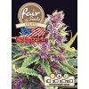 55900 1 fair seeds gelato feminizovana semena konopi